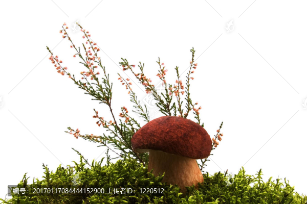 蘑菇和苔蘚