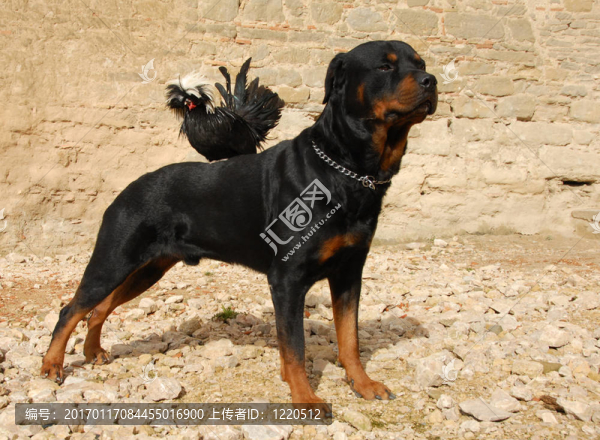 羅特韋爾犬和小型公雞