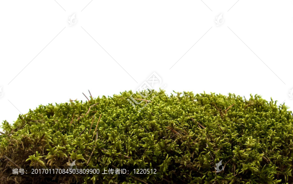 白色上的苔蘚