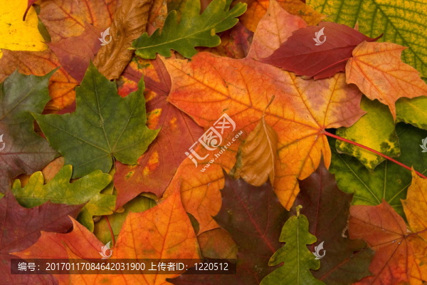 紅葉特寫