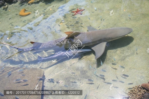 礁鯊