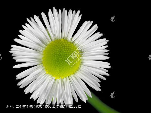 雛菊
