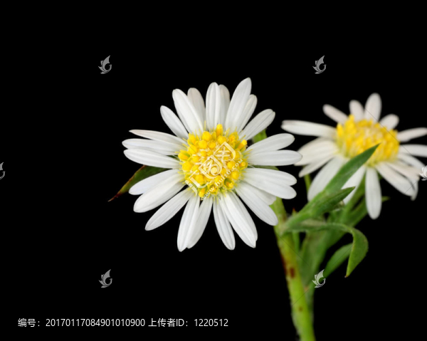 雛菊