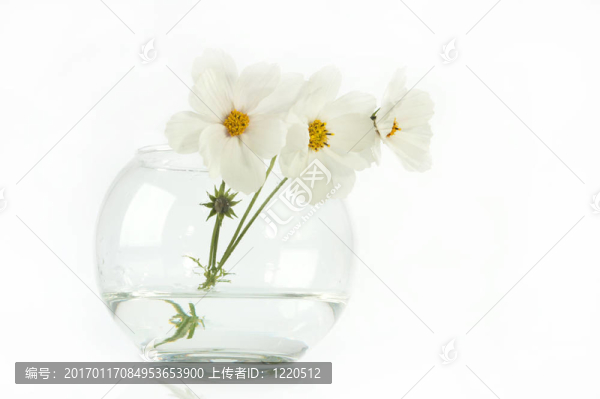 白色的花