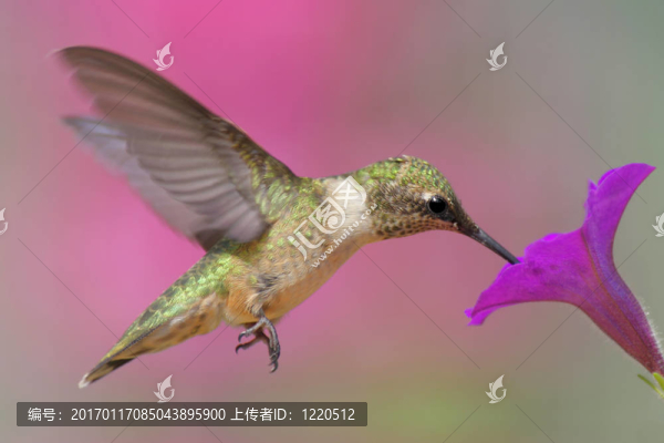 紅寶石喉蜂鳥（紅喉北蜂鳥）