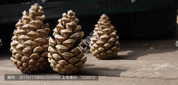 松樹(shù)的球果