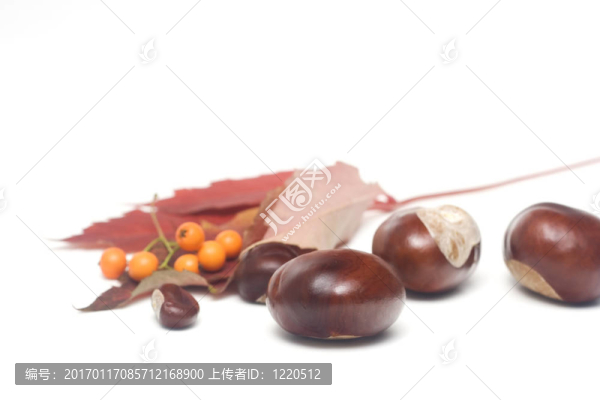 栗子和葉子的分離和提純