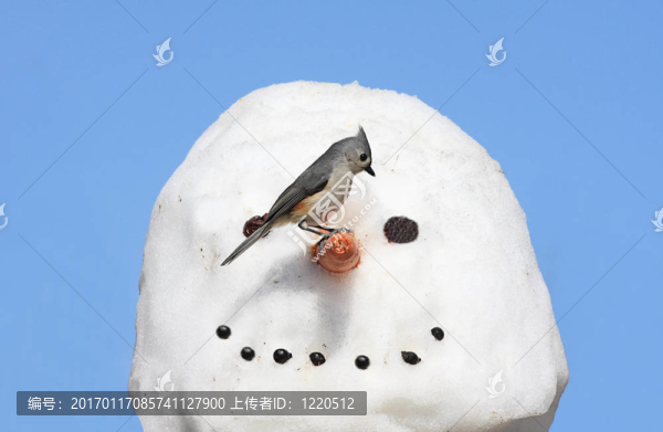 雪人上的鳥(niǎo)