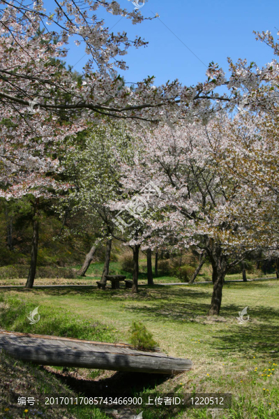 櫻花公園2
