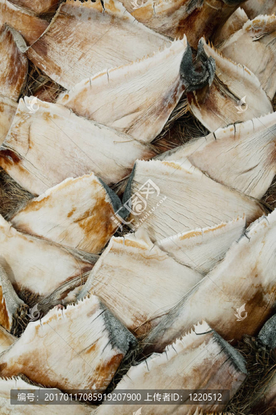棕櫚樹的細(xì)節(jié)