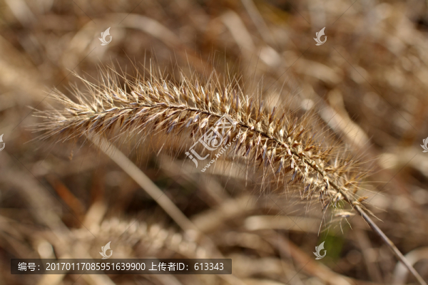 冬季狗尾草