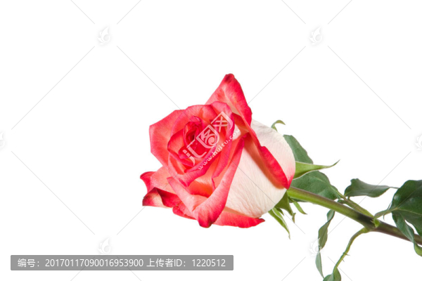 粉紅色的玫瑰
