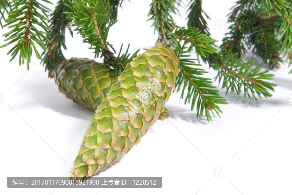 杉木球果
