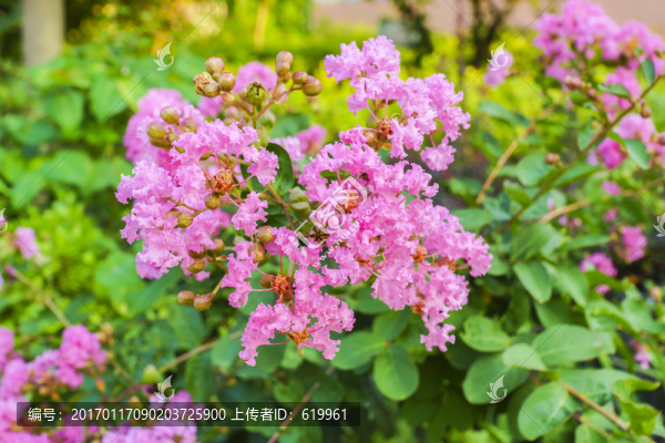 百日紅紫薇花