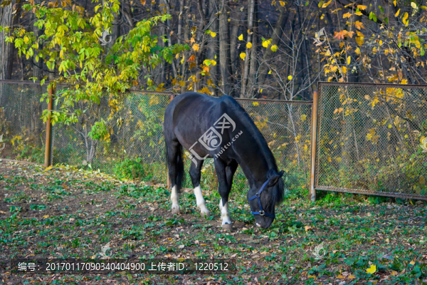 黑色的馬