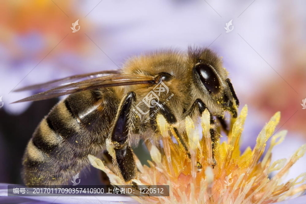 蜜蜂在花