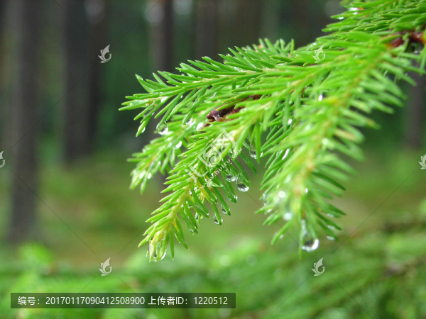 雨滴