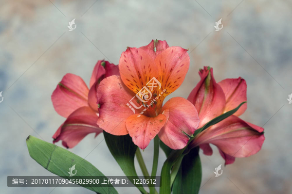 Alstromeria