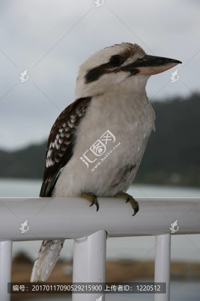笑翠鳥