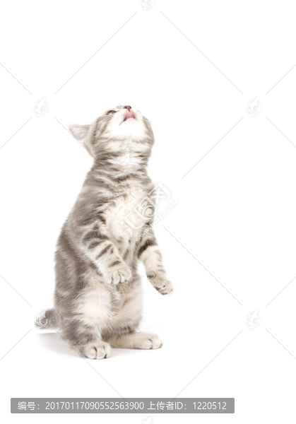 灰色的小貓