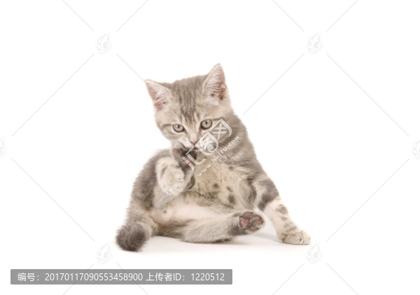 灰色的小貓