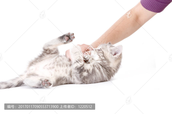 灰色的小貓