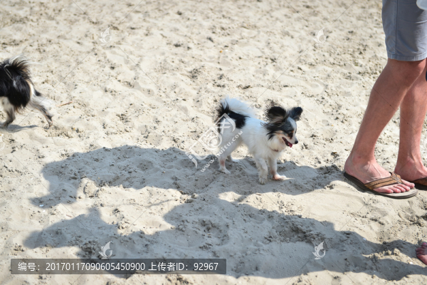 寵物海灘玩耍