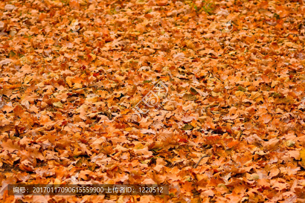 橡樹(shù)的葉子-匯圖網(wǎng) www.fosd68.com 橡樹(shù)的葉子