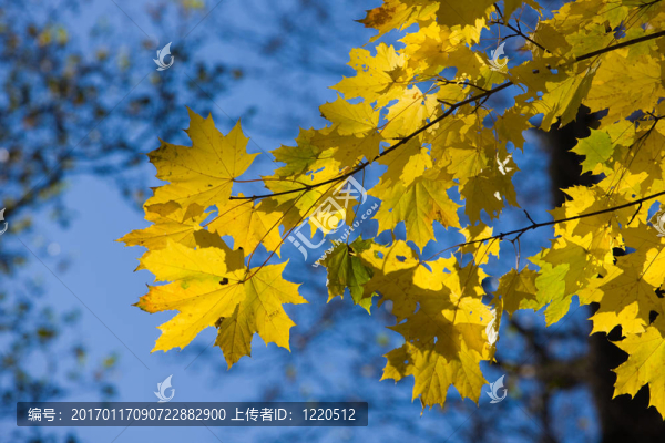楓樹枝
