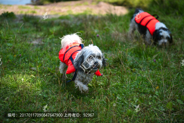 寵物戲水