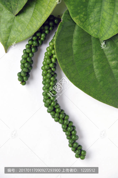 青椒