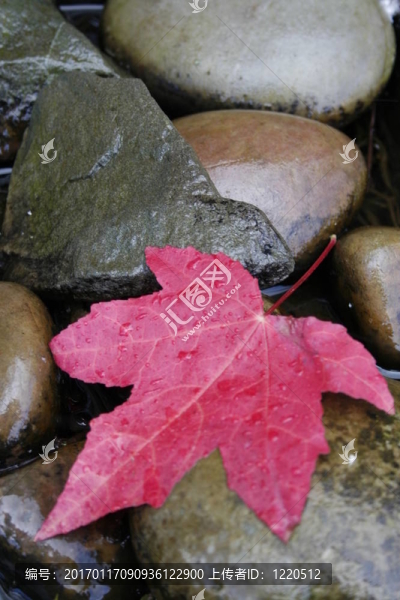 單紅楓葉