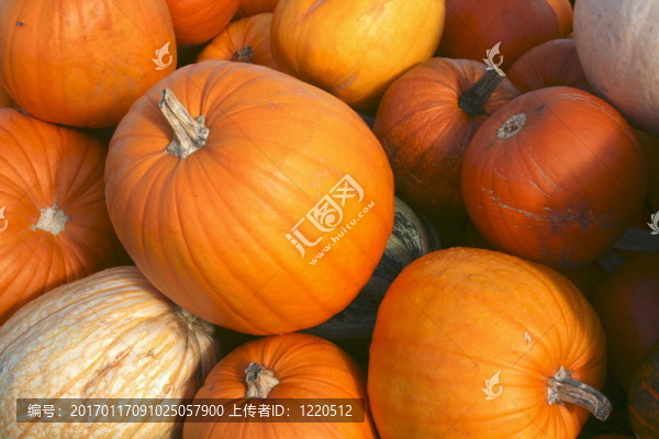 南瓜