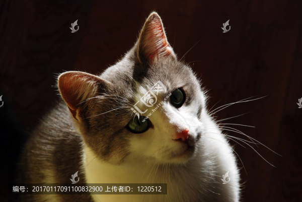 室內(nèi)貓背燈