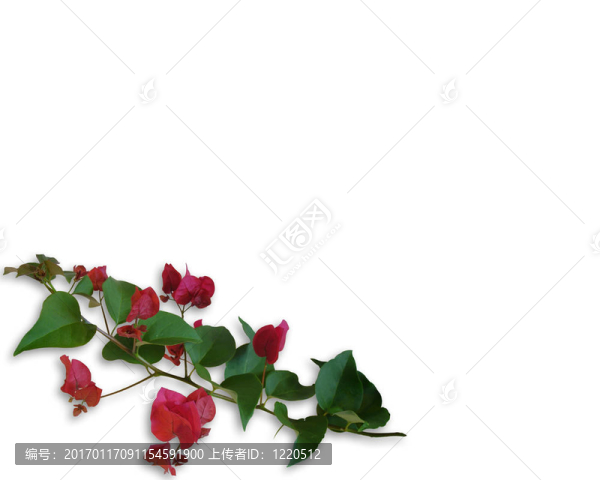 熱帶Flowers,Bougainvillea