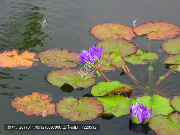 亞洲盛開的蓮花