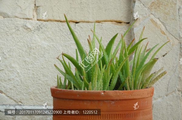 Aloe,vera的植物