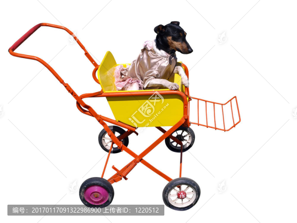狗在推車