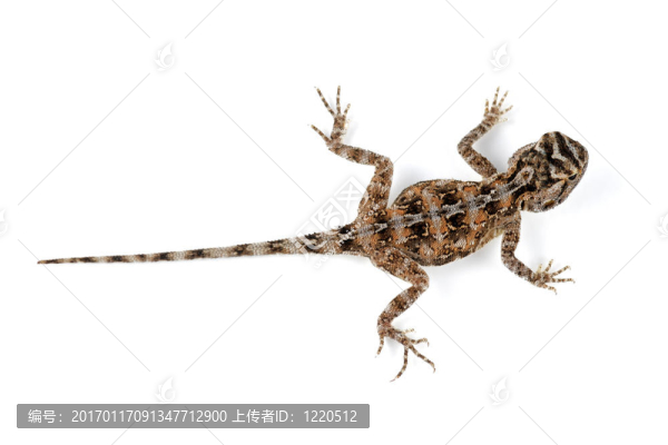 地蜥