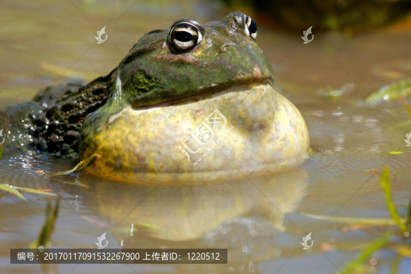 非洲大牛蛙