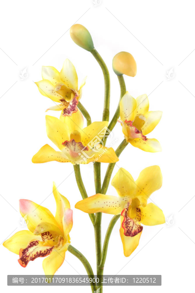 蘭花