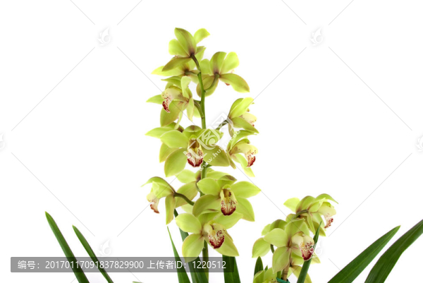 蘭花