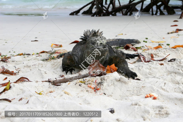 海鬣蜥