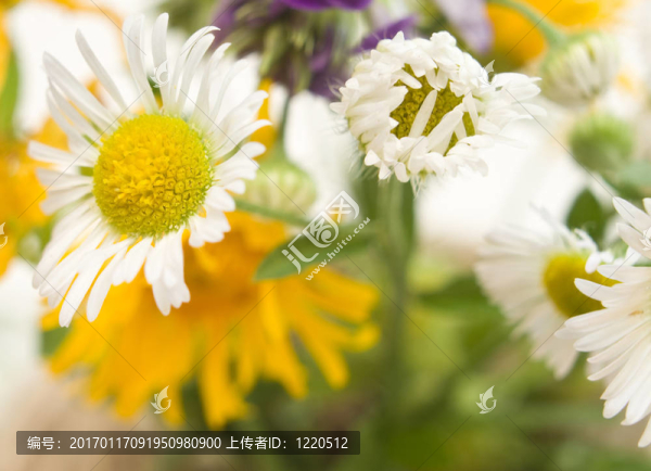 野菊花的花
