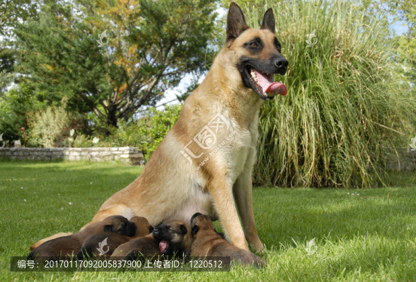 馬里努阿犬和幼犬