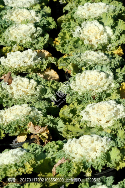 羽衣甘藍和羽衣甘藍