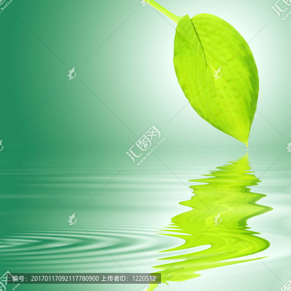 玉簪葉水