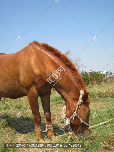 年輕的馬