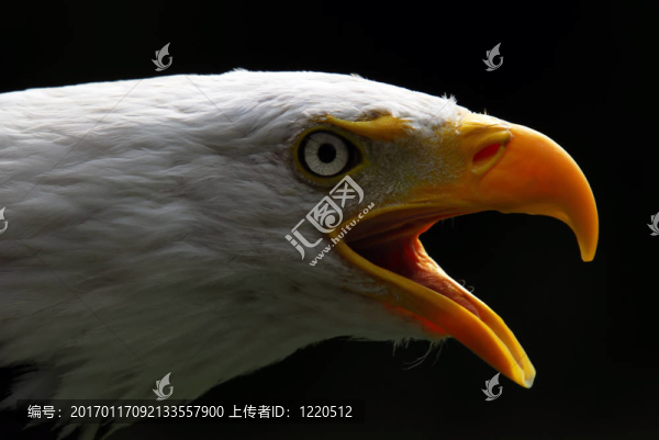 美國的白頭鷹