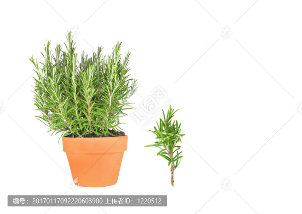 迷迭香葉小枝